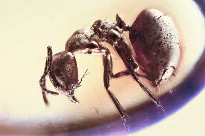 Detailed Fossil Ant (Yantaromyrmex) In Baltic Amber #328131